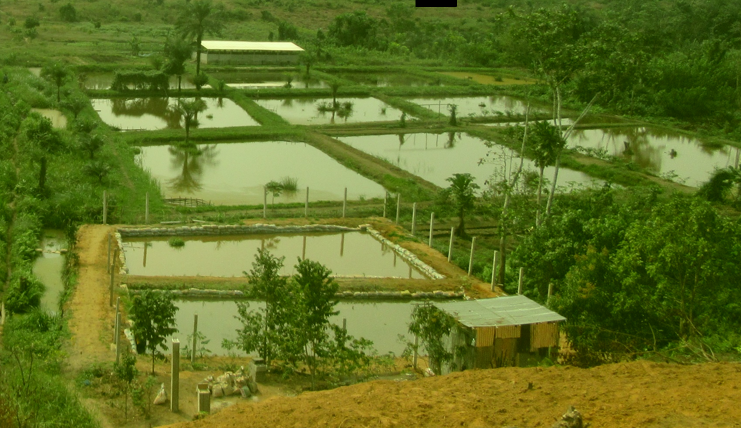 Aquakultur Kongo